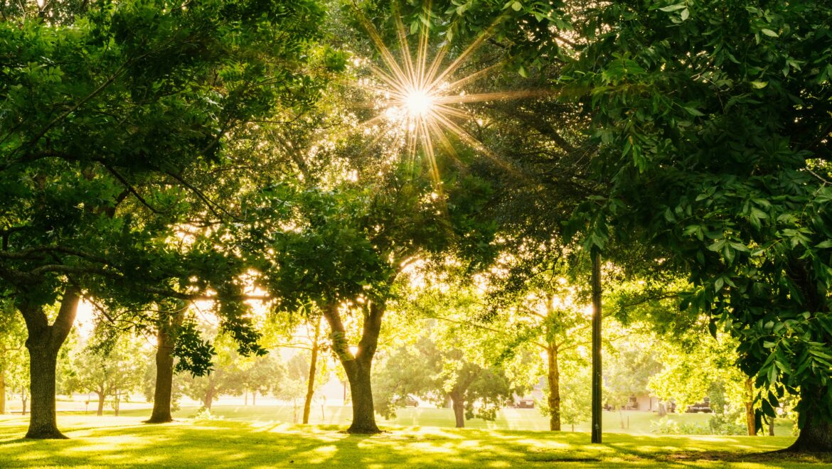 Parco Digitale | Esperienza Interattiva tra Natura e Tecnologia